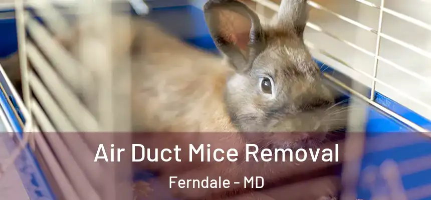  Air Duct Mice Removal Ferndale - MD